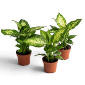 Three Dieffenbachia 'Compacta' plants in brown pots with variegated leaves spreading outward