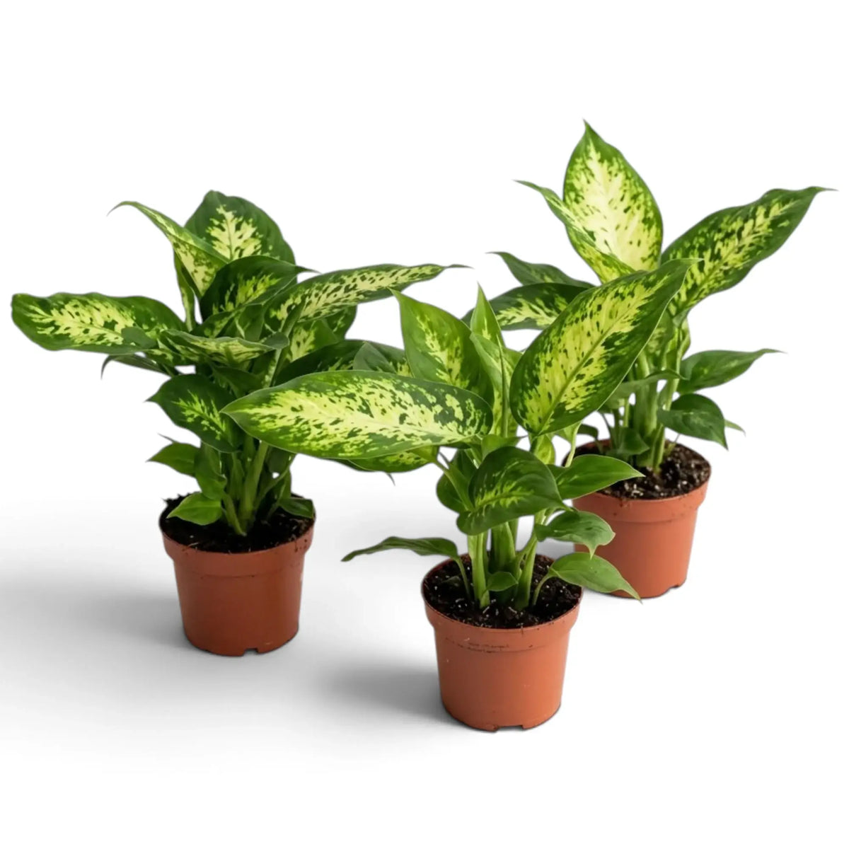 Three Dieffenbachia 'Compacta' plants in brown pots with variegated leaves spreading outward