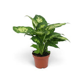 Dieffenbachia 'Compacta' in a brown pot with broad cream-mottled leaves and dark green edges