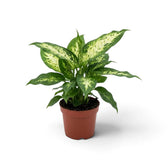 Potted Dieffenbachia 'Compacta' with upright leaves marked cream and green