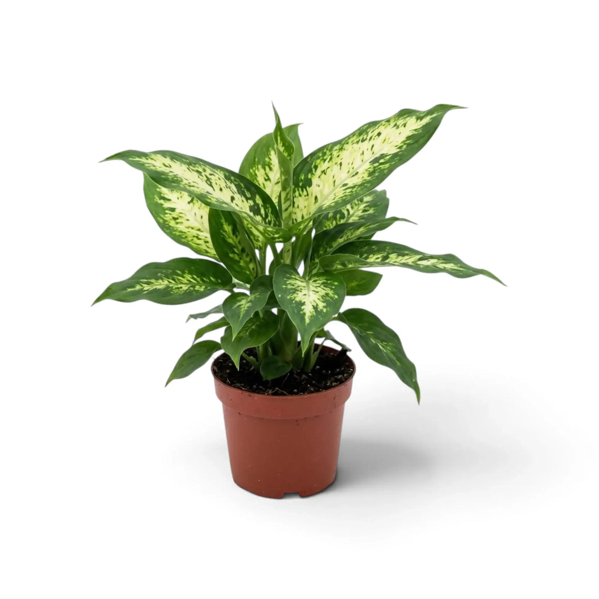 Potted Dieffenbachia 'Compacta' with upright leaves marked cream and green