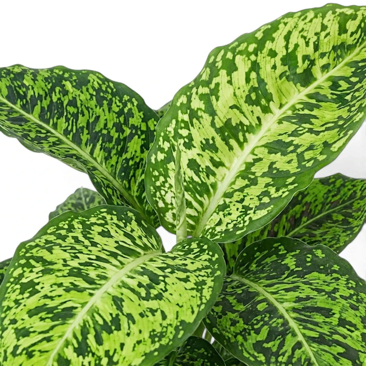 Dieffenbachia 'Reflector' leaf cluster showing bright lime centres and dark green speckled margins.
