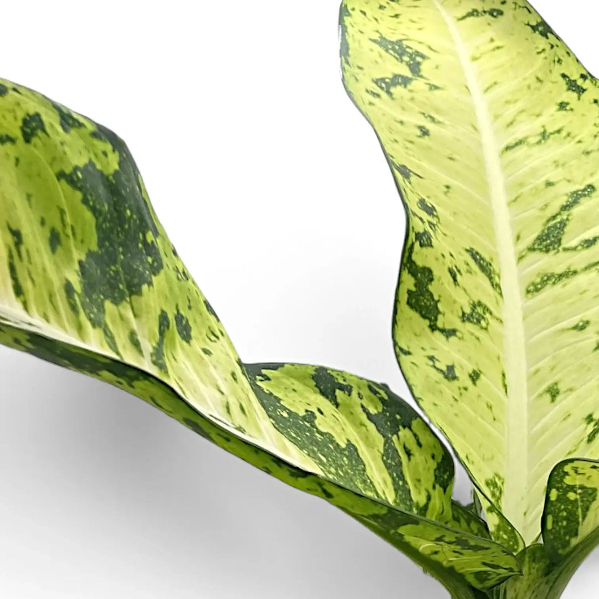 Dieffenbachia seguine 'Banana' – Blattdetail vor weißem Hintergrund..