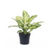 Dieffenbachia seguine 'Banana' Zimmerpflanze im Anzuchttopf vor weißem Hintergrund, Produktfoto 2.