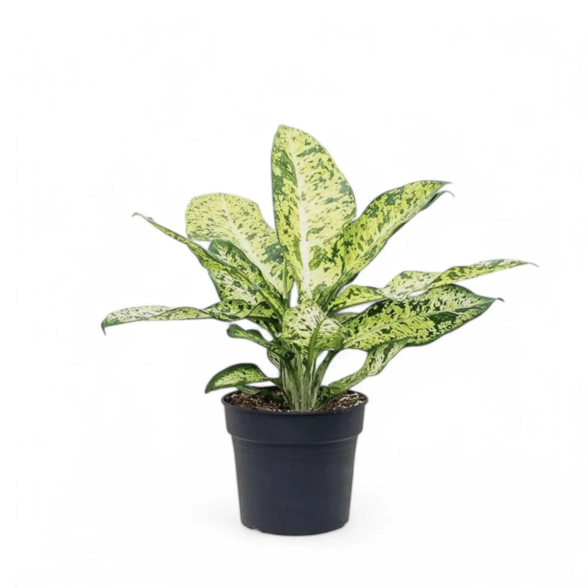 Dieffenbachia seguine 'Banana' Zimmerpflanze im Anzuchttopf vor weißem Hintergrund, Produktfoto 2.