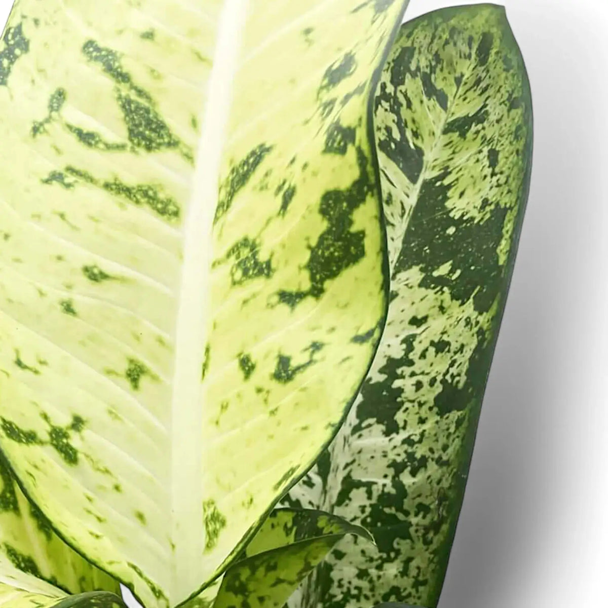 Dieffenbachia seguine 'Banana' Zimmerpflanze im Anzuchttopf vor weißem Hintergrund, Produktfoto 3.