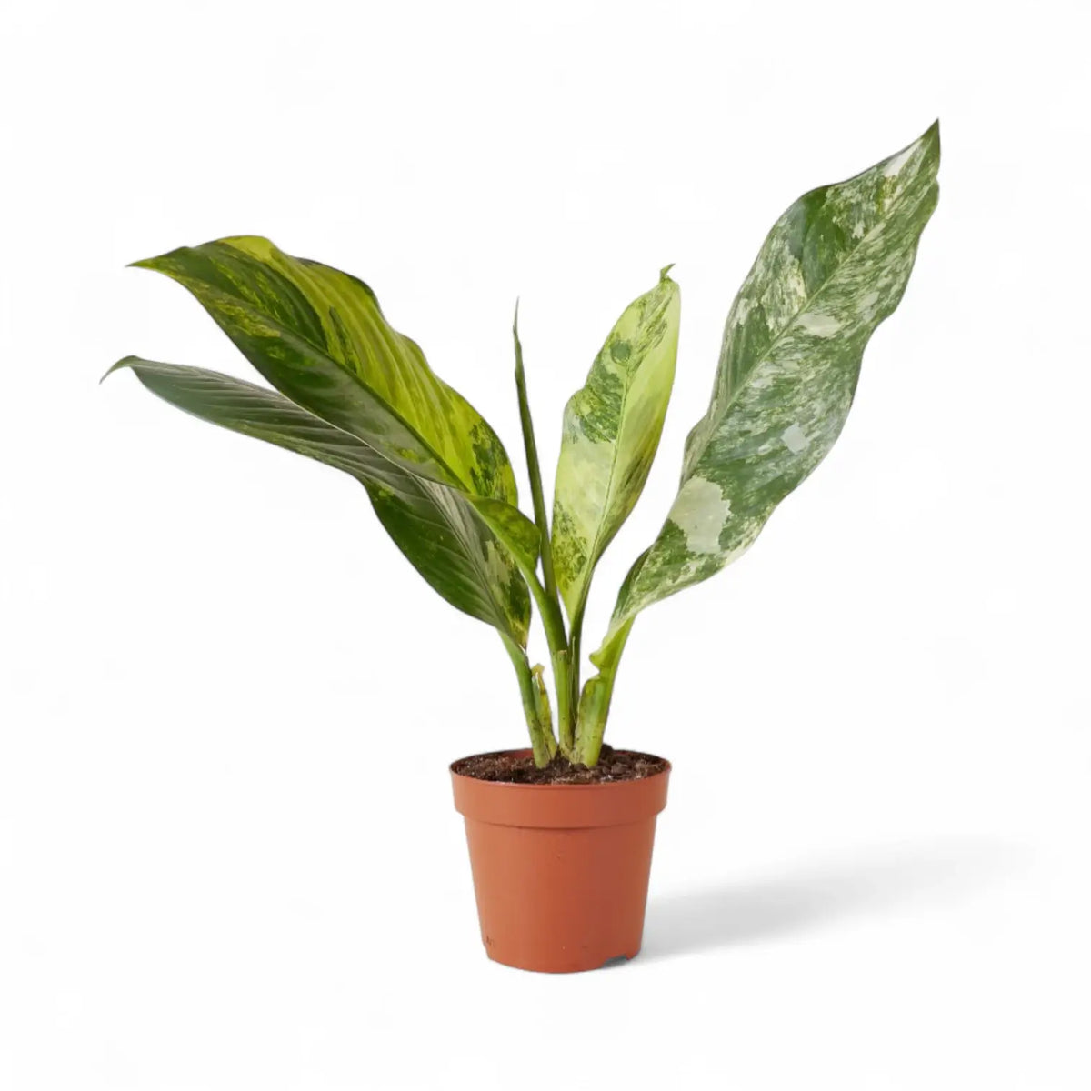 Dieffenbachia seguine 'Big Ben' – Topfpflanze im Kulturtopf vor weißem Hintergrund, Produktfoto 2.