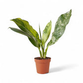 Dieffenbachia seguine 'Big Ben' – Topfpflanze im Kulturtopf vor weißem Hintergrund, Produktfoto 2.