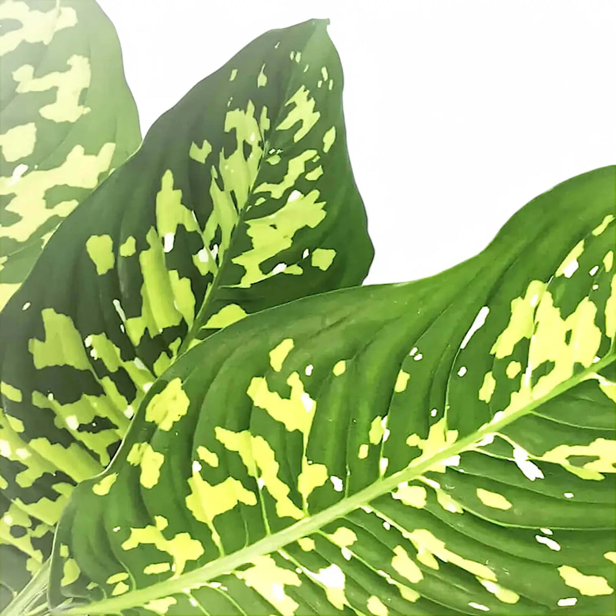 Dieffenbachia seguine 'Cheetah' – Blattdetail vor weißem Hintergrund..