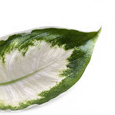 Dieffenbachia seguine 'Cool Beauty' – Blattdetail vor weißem Hintergrund..