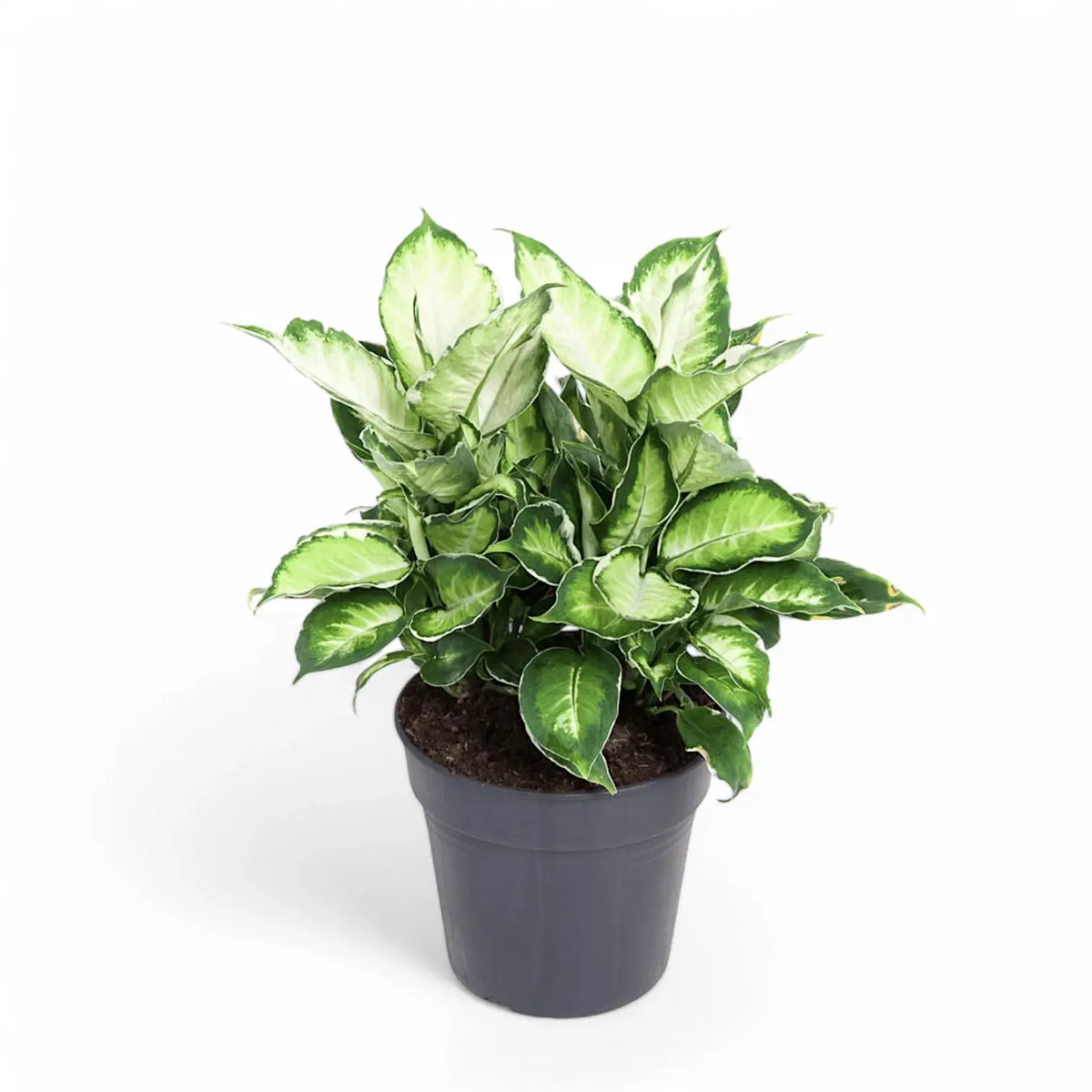 Dieffenbachia seguine 'Cool Beauty' Zimmerpflanze im Anzuchttopf vor weißem Hintergrund, Produktfoto 2.