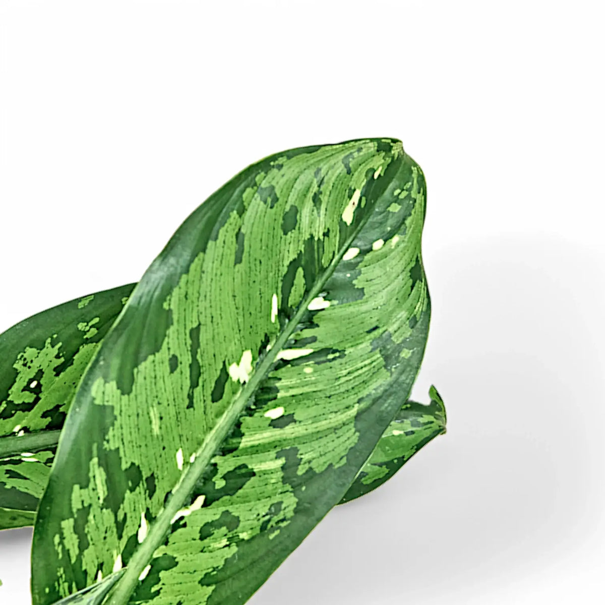 Nahaufnahme eines Blatts von Dieffenbachia seguine 'Crocodile' vor weißem Hintergrund.