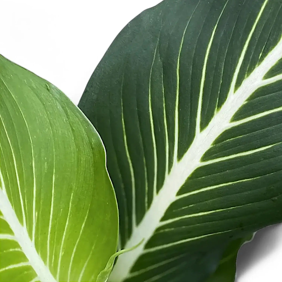 Dieffenbachia seguine 'Green Magic' aka 'Sterling' – Blattdetail vor weißem Hintergrund..