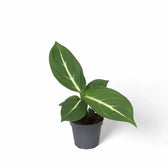Dieffenbachia seguine 'Green Magic' aka 'Sterling' Zimmerpflanze im Anzuchttopf vor weißem Hintergrund, Produktfoto 2.