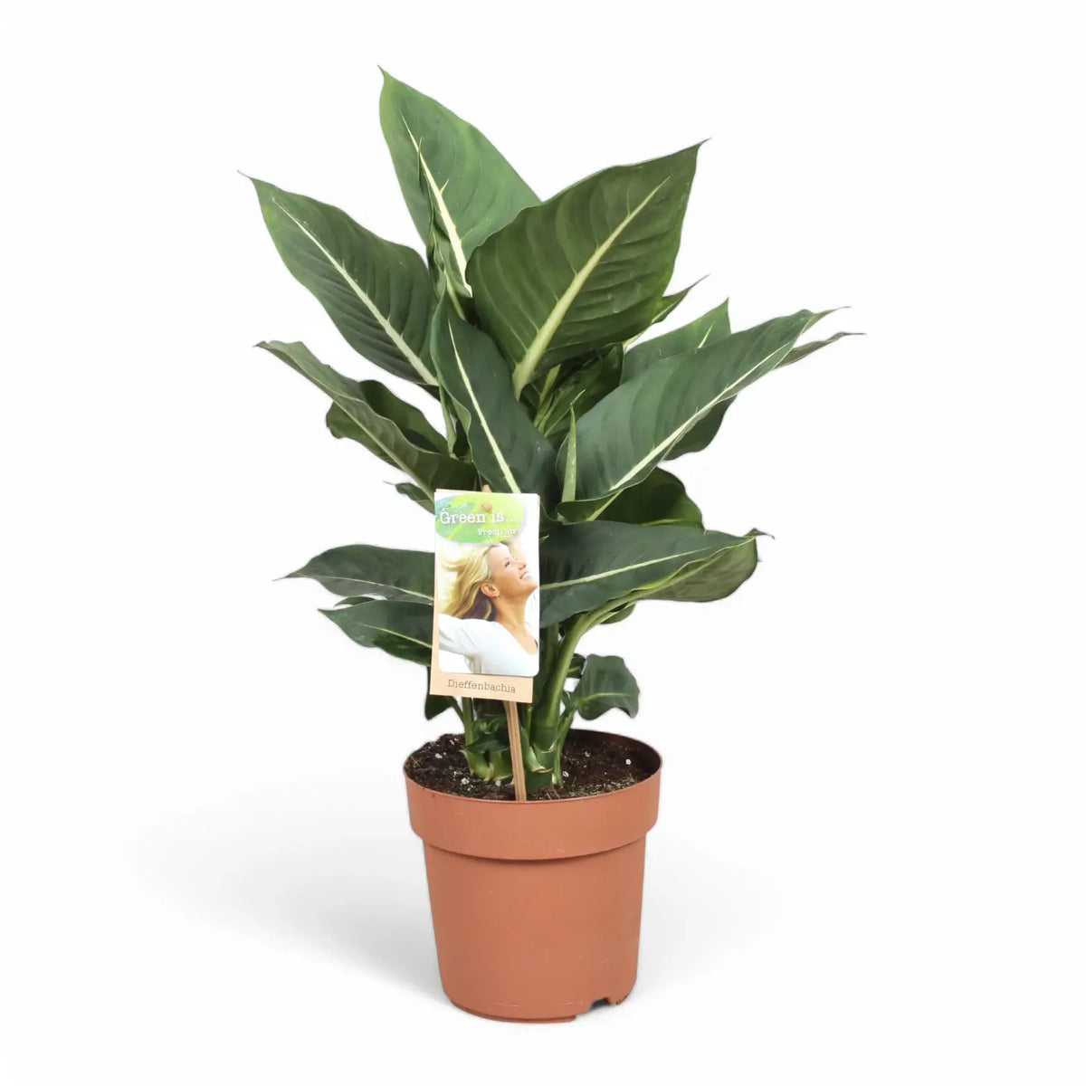 Dieffenbachia seguine 'Green Magic' aka 'Sterling' Zimmerpflanze im Anzuchttopf vor weißem Hintergrund, Produktfoto 3.