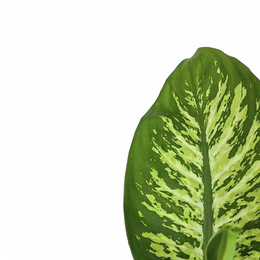 Dieffenbachia seguine 'Reeva' leaf detail on white background.