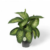 Dieffenbachia seguine 'Reeva' potted plant in nursery pot on white background.