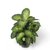 Dieffenbachia seguine 'Reeva' potted plant in nursery pot on white background.