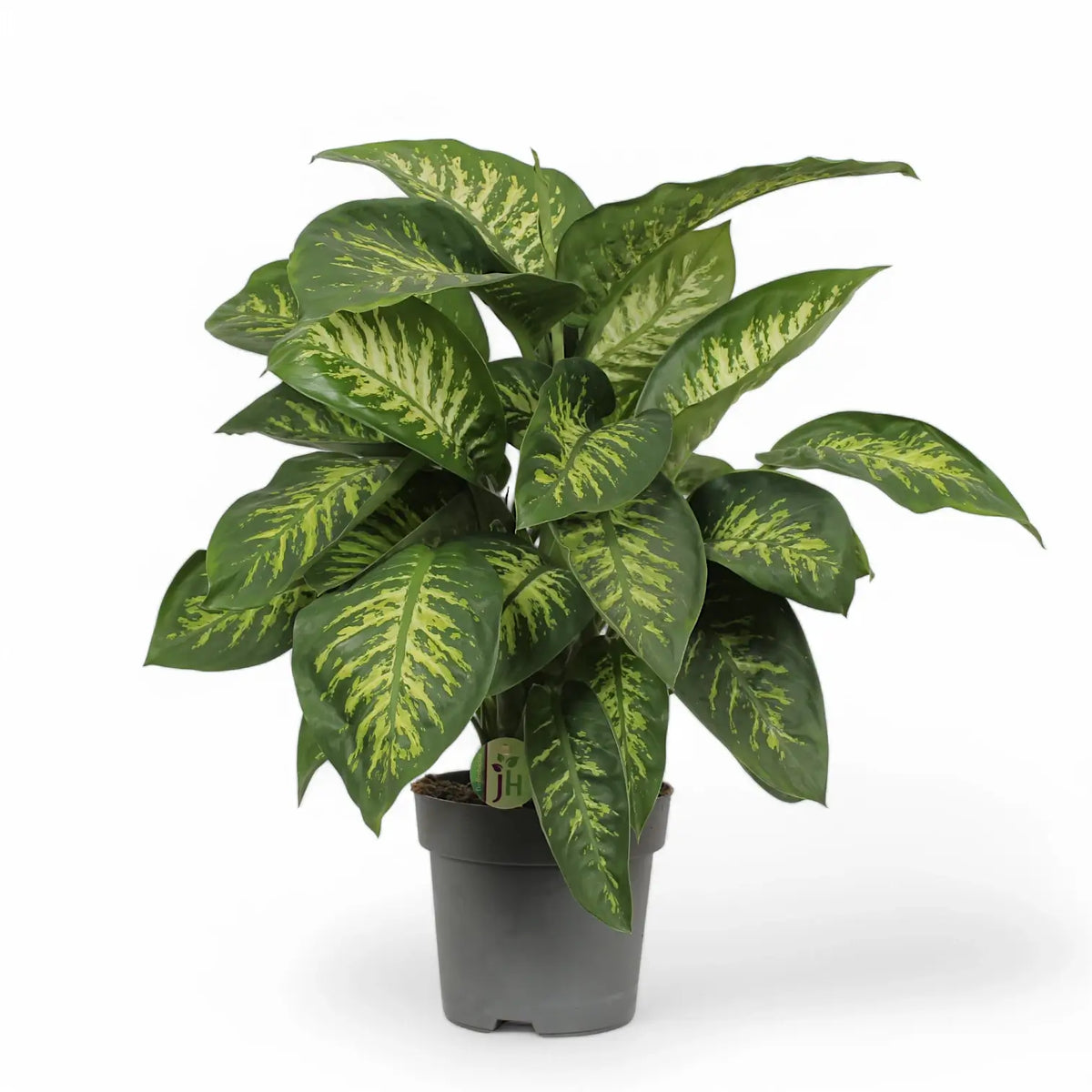 Dieffenbachia seguine 'Reeva' potted plant in nursery pot on white background.