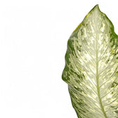 Dieffenbachia seguine 'Tiki' leaf close-up on white background.