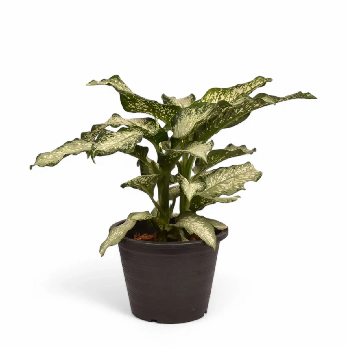 Dieffenbachia seguine 'Tiki' potted plant in nursery pot on white background.