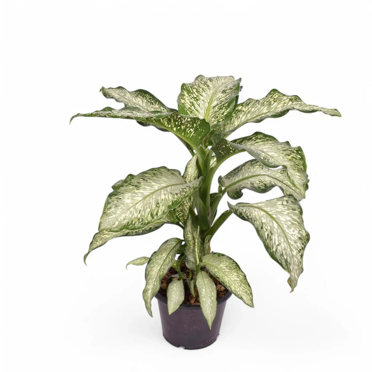 Dieffenbachia seguine 'Tiki' potted plant in nursery pot on white background.