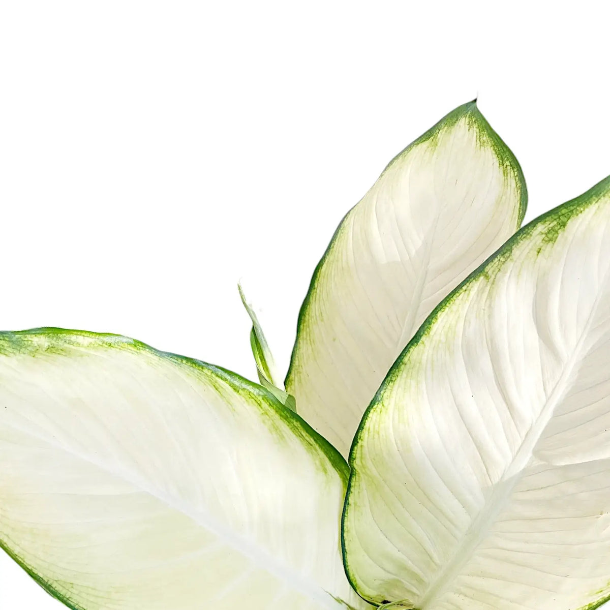 Dieffenbachia seguine 'Tropic Marianne' close-up of leaf on white background.