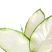 Dieffenbachia seguine 'Tropic Marianne' leaf detail on white background.