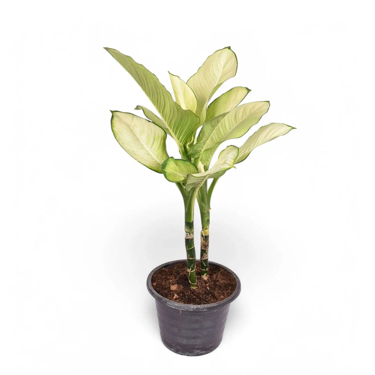 Dieffenbachia seguine 'Tropic Marianne' potted plant in nursery pot on white background.