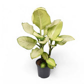 Dieffenbachia seguine 'Tropic Marianne' potted plant in nursery pot on white background.