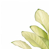 Dieffenbachia seguine 'Tropic Marianne' potted plant in nursery pot on white background.
