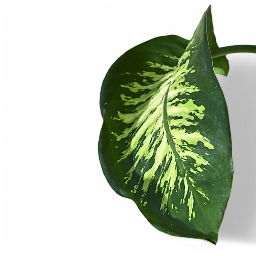 Dieffenbachia seguine 'Tropic Snow' leaf close-up on white background.