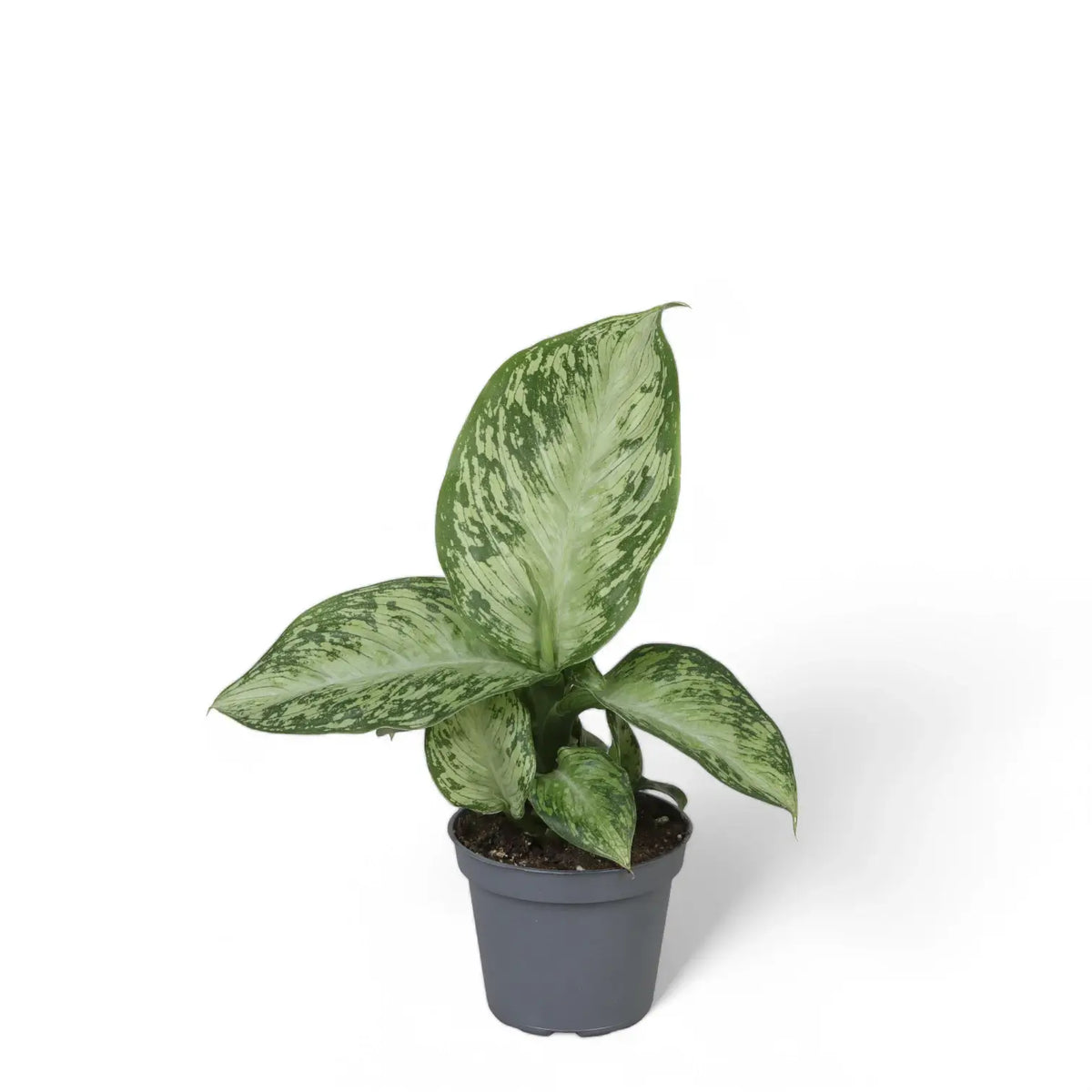 Dieffenbachia seguine 'Tropic Snow' Zimmerpflanze im Anzuchttopf vor weißem Hintergrund, Produktfoto 2.