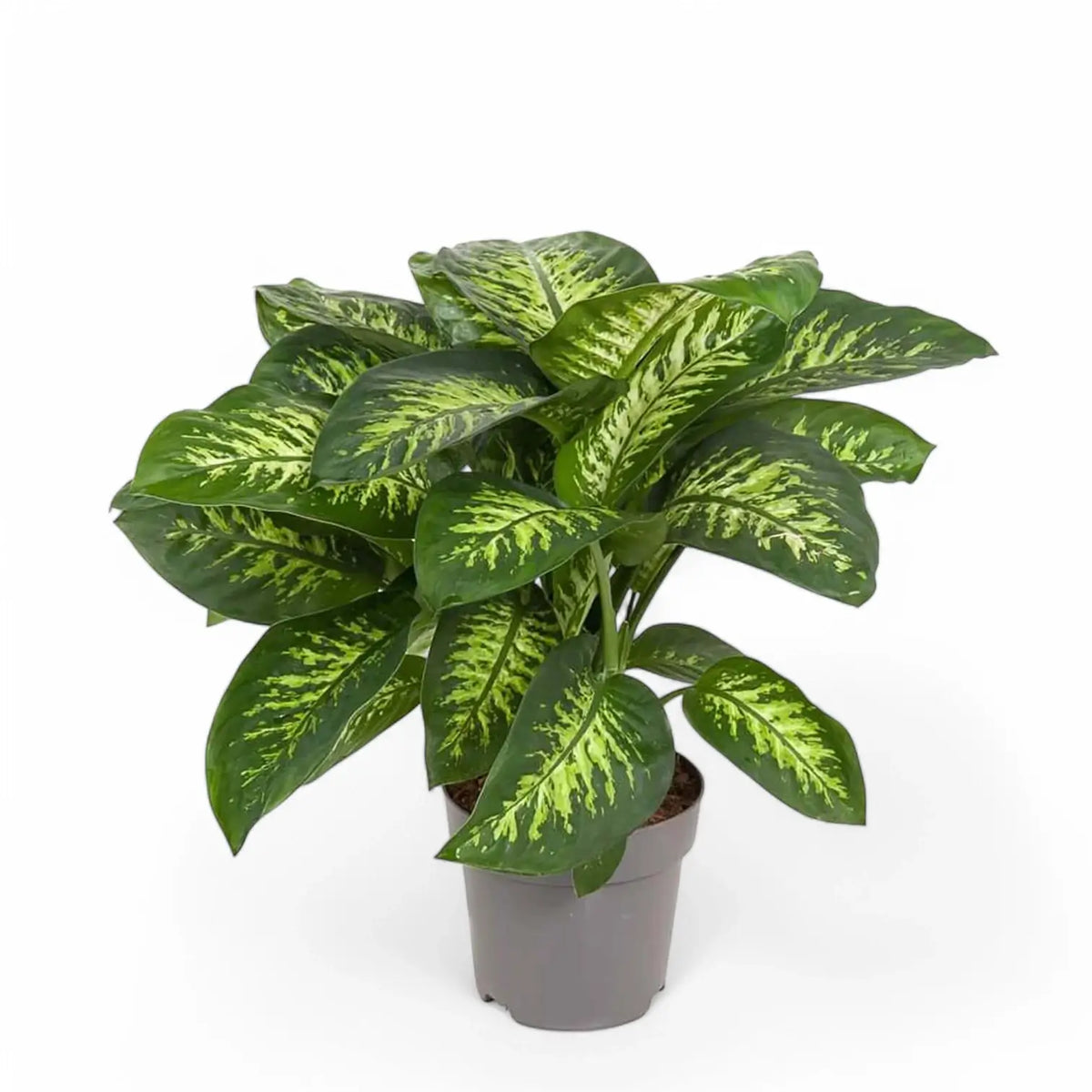 Dieffenbachia seguine 'Tropic Snow' Zimmerpflanze im Anzuchttopf vor weißem Hintergrund, Produktfoto 6.