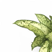 Dieffenbachia seguine 'Vesuvius' close-up of leaf on white background.