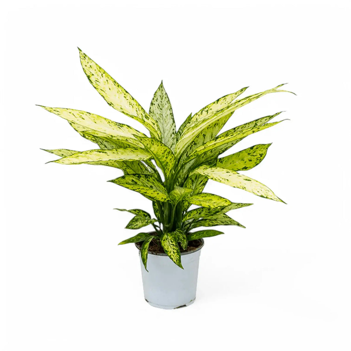 Dieffenbachia seguine 'Vesuvius' potted plant in nursery pot on white background.