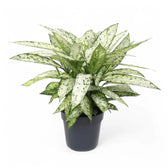 Dieffenbachia seguine 'Vesuvius' potted plant in nursery pot on white background.