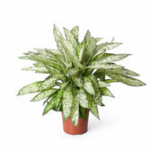 Dieffenbachia seguine 'Vesuvius' potted plant in nursery pot on white background.