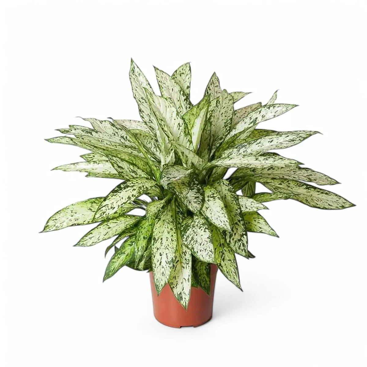 Dieffenbachia seguine 'Vesuvius' potted plant in nursery pot on white background.