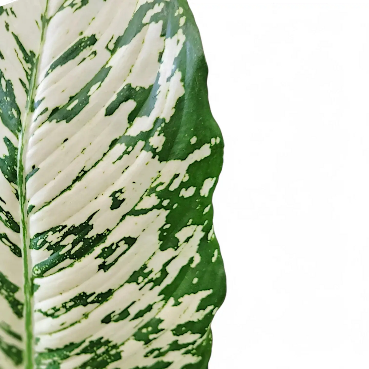 Dieffenbachia seguine 'White Etna' – Blattdetail vor weißem Hintergrund..
