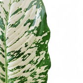 Dieffenbachia seguine 'White Etna' – Blattdetail vor weißem Hintergrund..