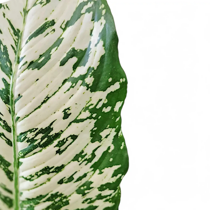 Dieffenbachia seguine 'White Etna' – Blattdetail vor weißem Hintergrund..