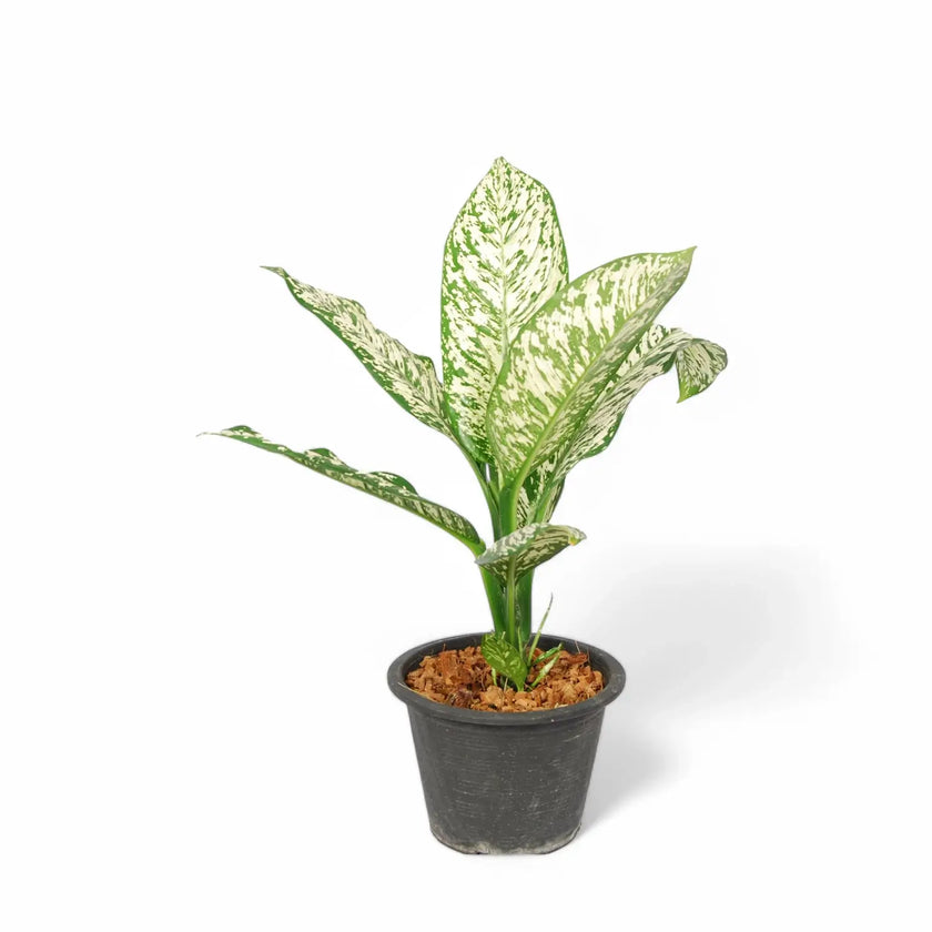 Dieffenbachia seguine 'White Etna' Zimmerpflanze im Anzuchttopf vor weißem Hintergrund, Produktfoto 2.