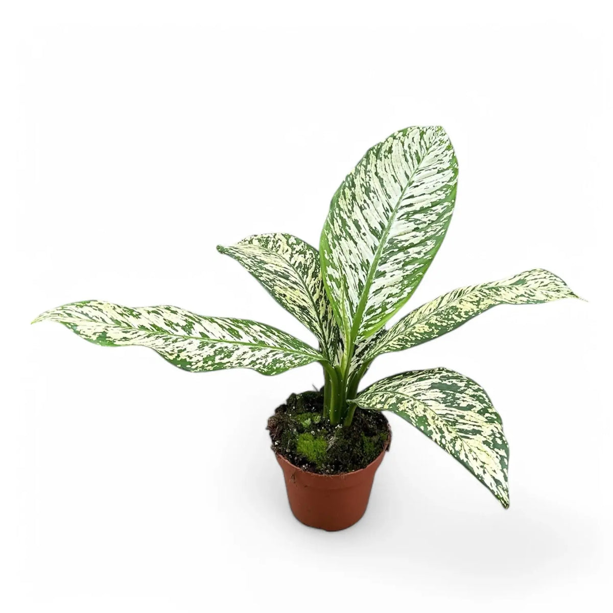 Dieffenbachia seguine 'White Etna' Zimmerpflanze im Anzuchttopf vor weißem Hintergrund, Produktfoto 3.