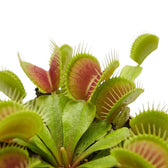 Geöffnete Fallen von Dionaea muscipula mit zahnartigen Borsten am Rand