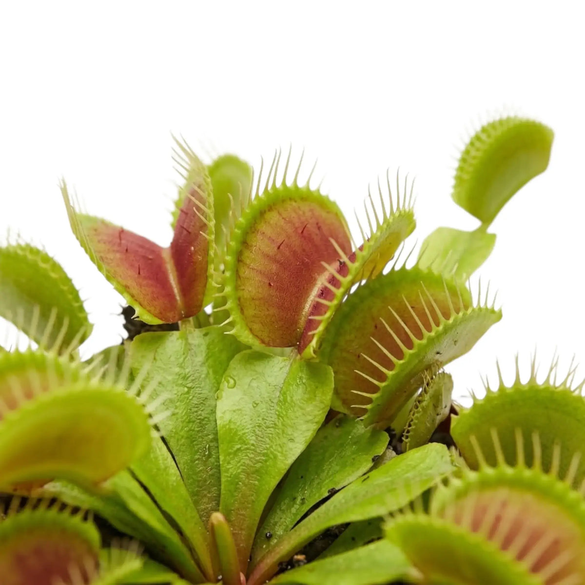 Geöffnete Fallen von Dionaea muscipula mit zahnartigen Borsten am Rand