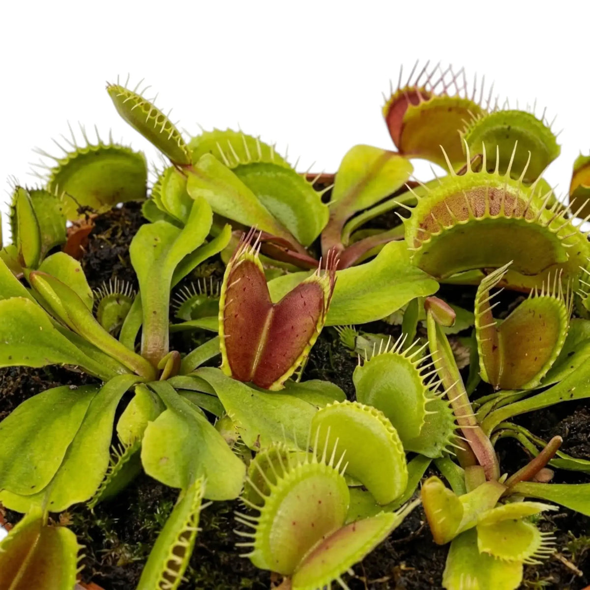 Geöffnete Fallen von Dionaea muscipula mit zahnartigen Borsten am Rand