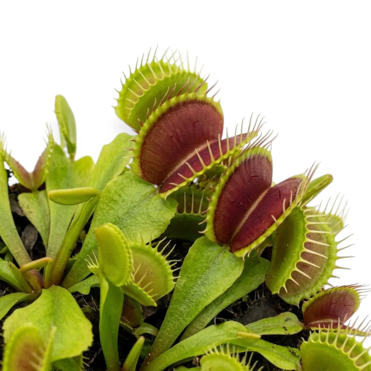 Geöffnete Fallen von Dionaea muscipula mit zahnartigen Borsten am Rand