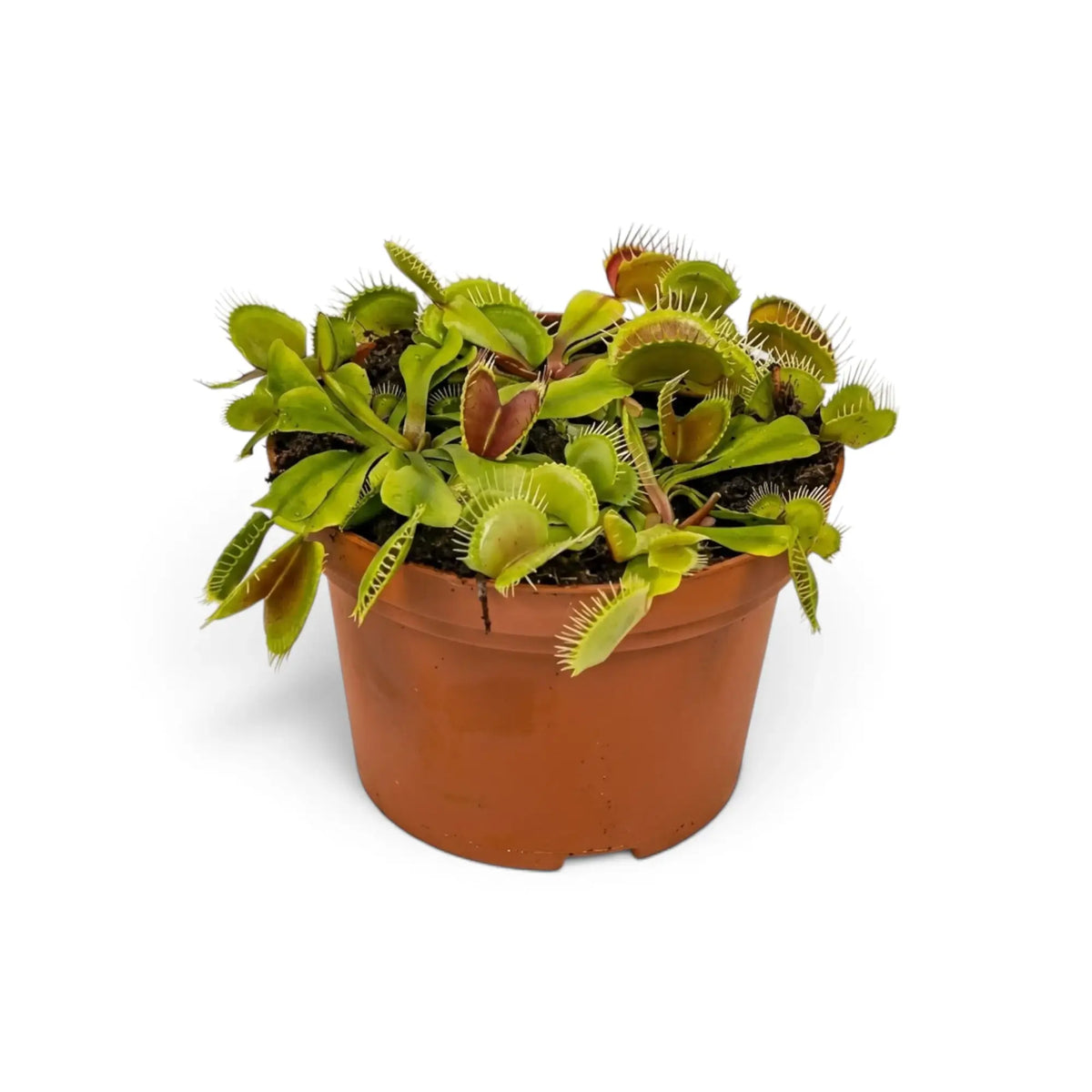 Dionaea muscipula mit geöffneten Fallen im Kulturtopf