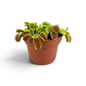 Dionaea muscipula mit geöffneten Fallen im Kulturtopf